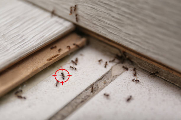 Best Wildlife Control Services  in Hamilton, MT