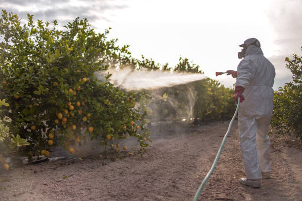 Best Termite Control Services  in Hamilton, MT