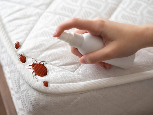 Trusted Hamilton, MT Pest Control Experts