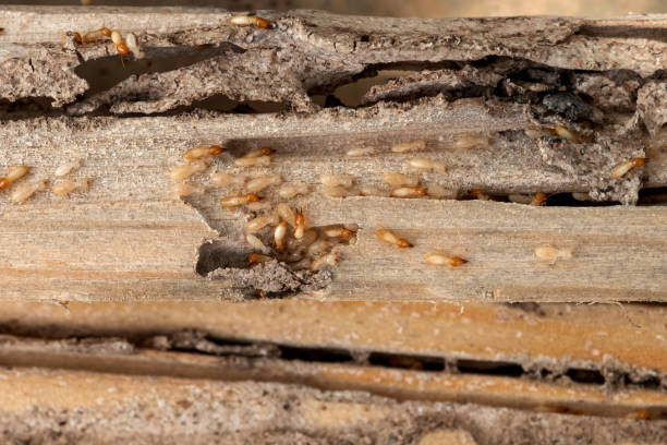 Best Ant Control Services  in Hamilton, MT