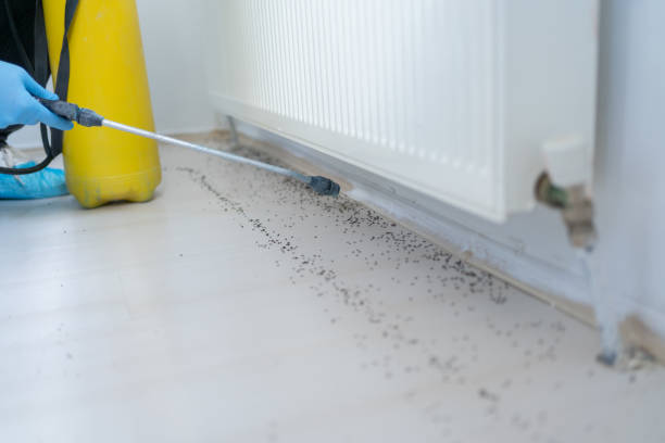 Best Emergency Pest Control  in Hamilton, MT