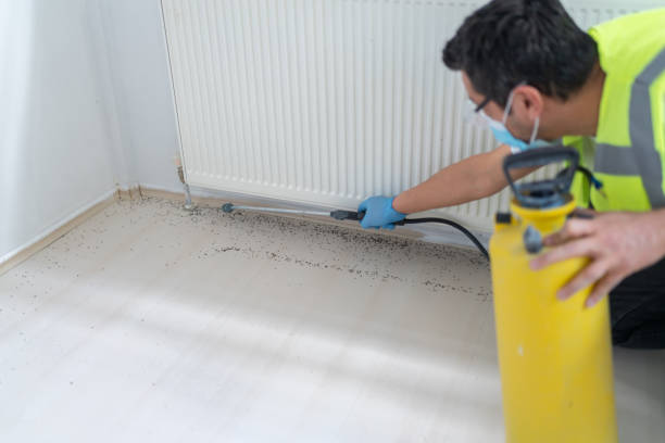 Best Termite Control Services  in Hamilton, MT