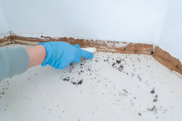 Best Emergency Pest Control  in Hamilton, MT